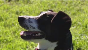 Dog of the Weekend: Rebel at Texas Humane Heroes