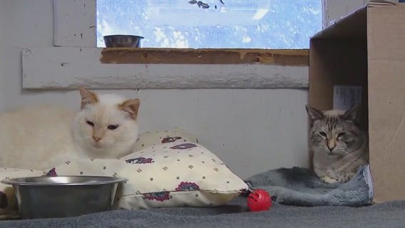 Cats of the Weekend: Artemis & Shimmer at Texas Humane Heroes