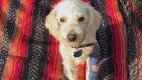 Pet of the Week: Rockefeller from Bastrop County Animal Services