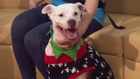 Pet of the Week: 'Antonio' from Austin Animal Center