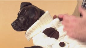 Pet of the Week: Pooch Tina from Austin Pets Alive!