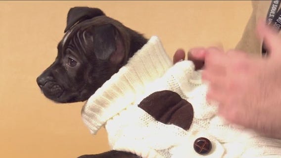 Pet of the Week: Pooch Tina from Austin Pets Alive!