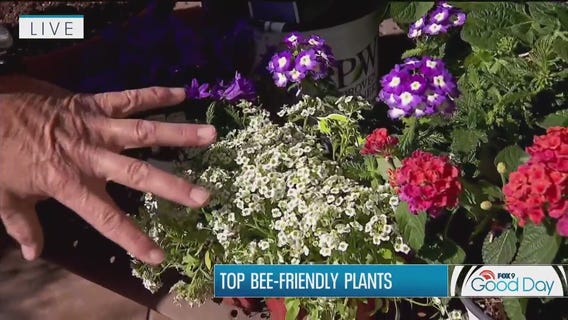 FOX 9 Good Day: May 22, 2025