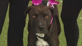 Dog of the Weekend: Bravery at Austin Animal Center