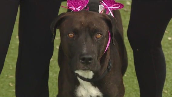 Dog of the Weekend: Bravery at Austin Animal Center