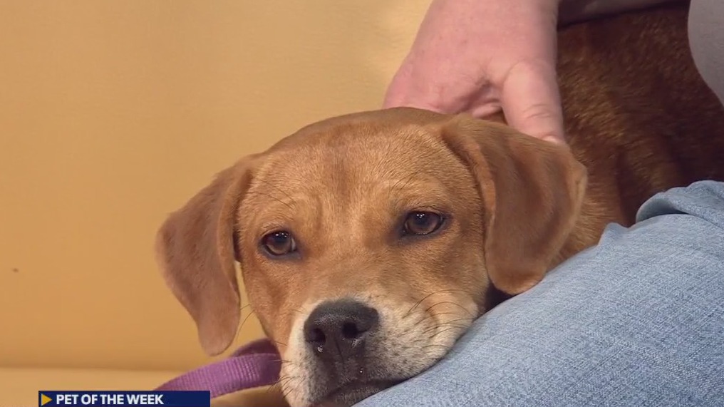 Pet of the Week: Eliza from PAWS