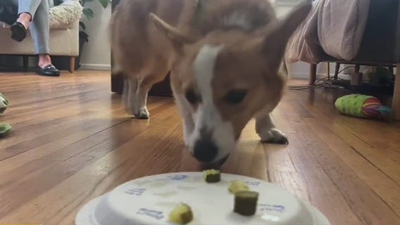 Pickles the corgi does a pickle taste test