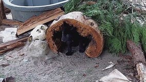 2 new wolf pups at International Wolf Center in Ely