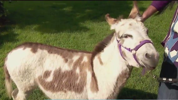 FOX 9 Good Day: May 29, 2025