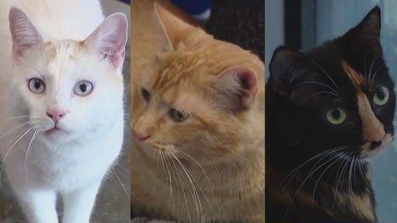 Cats of the Weekend: Yuki, Mandarin and Holly at Austin Animal Center