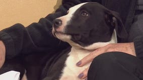 Pet of the Week: Pee Wee from Bastrop County Animal Shelter