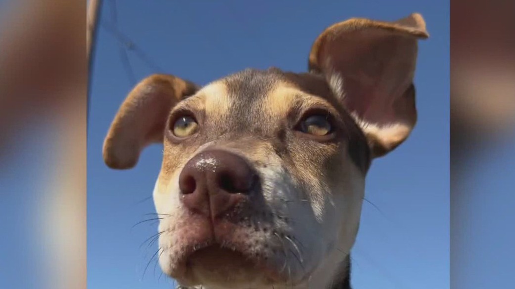 Dog of the Weekend: Eleven at Texas Humane Heroes