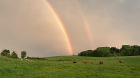 Cows frolic under double rainbow after storm
