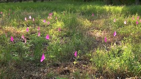 Exploring St. James outdoor learning lab