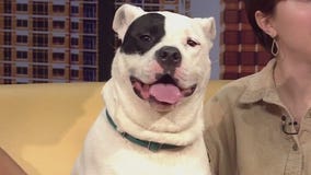 Pet of the Week: 'Bhindi' from PAWS