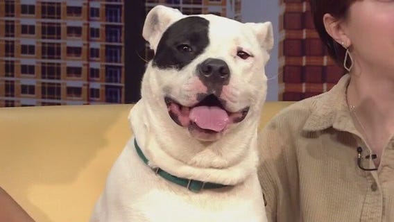 Pet of the Week: 'Bhindi' from PAWS