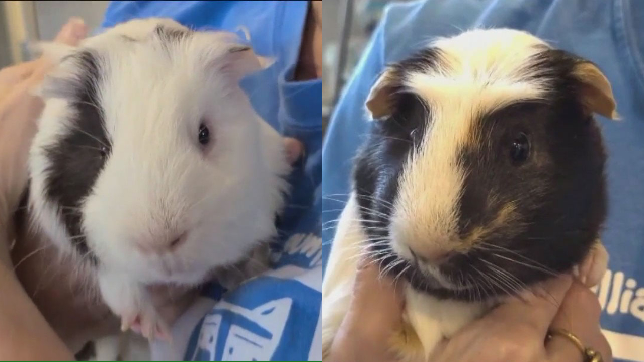 Pets of the Weekend: Gare Bear & Chunky Monkey at WCRAS
