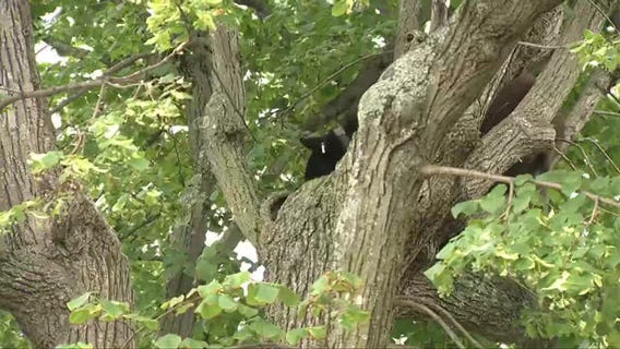 Black bear climbing tree in neighborhood [RAW]