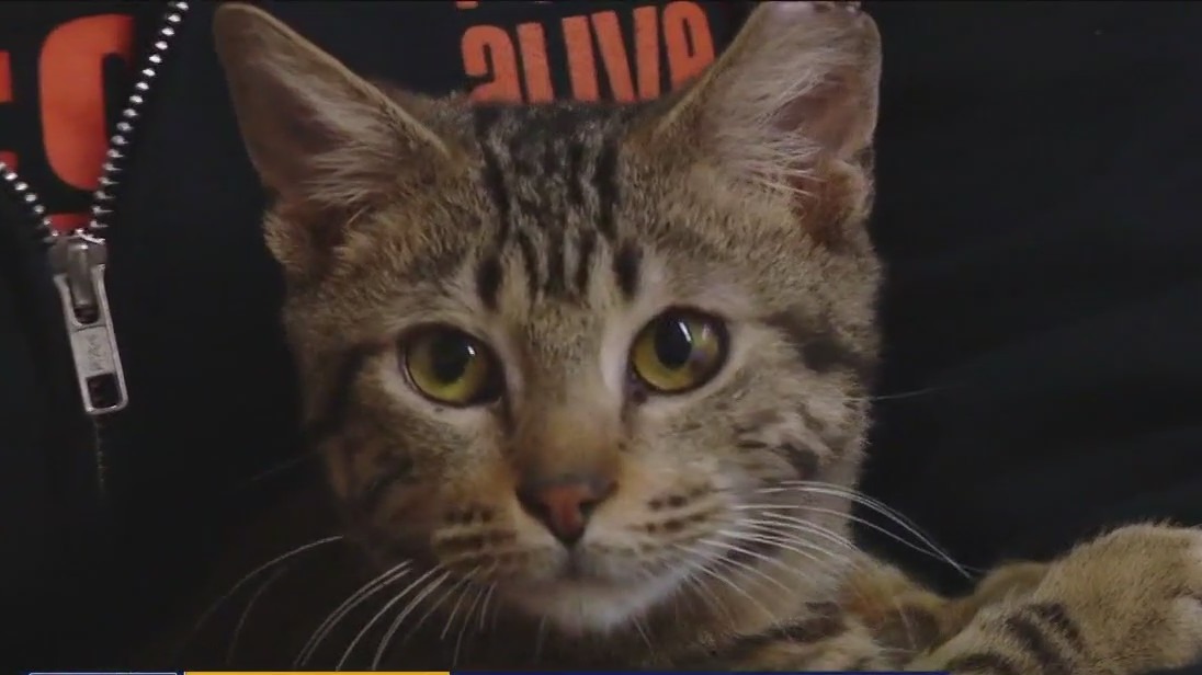 Cat of the Weekend: Ficus at Austin Pets Alive!