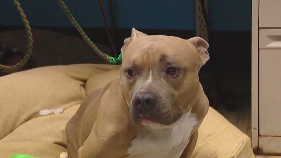 Dog of the Weekend: Batty at Austin Pets Alive!