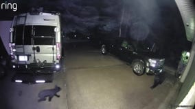 Bears caught on Andover ring doorbell camera