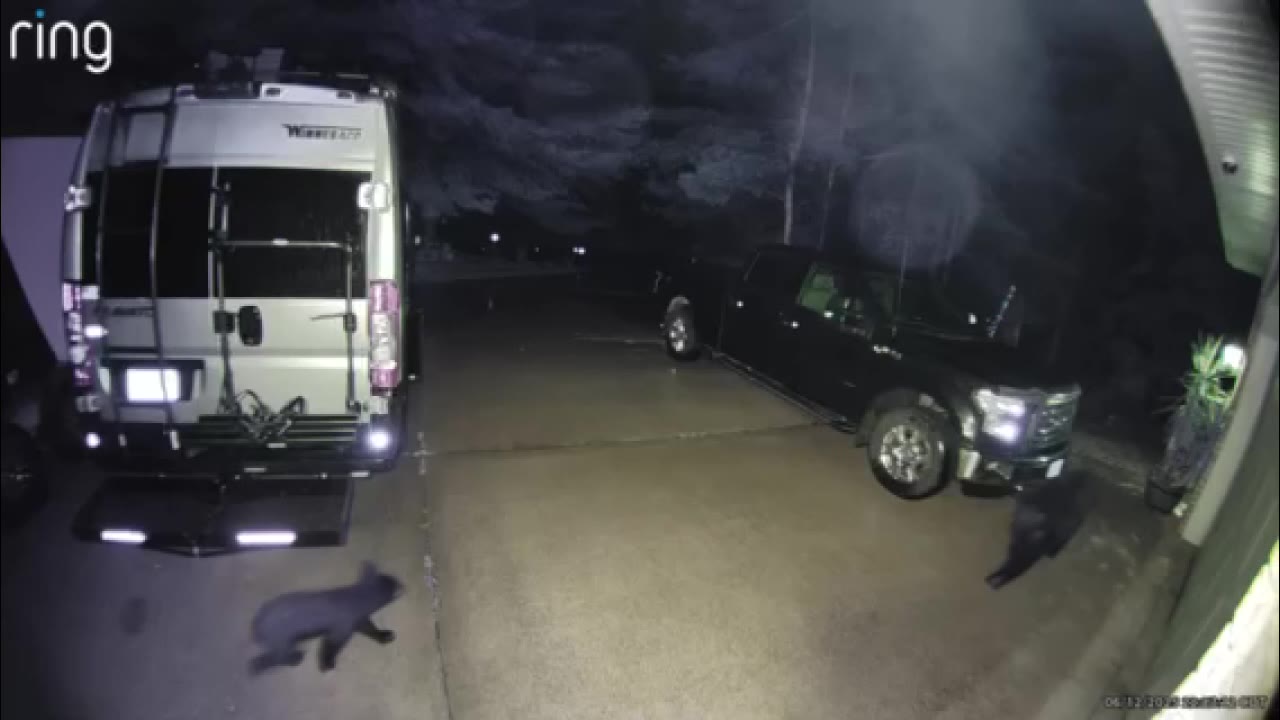 Bears caught on Andover ring doorbell camera