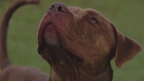 Dog of the Weekend: Frodo at Austin Animal Center