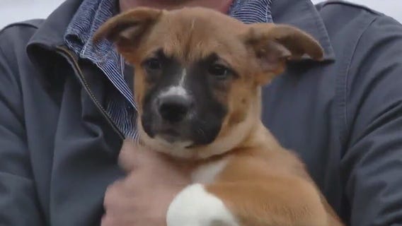 Texas Humane Heroes introduces Pet of the Weekend Abel