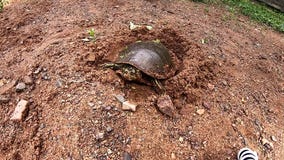 Turtle lays eggs near MN cabin