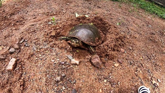 Turtle lays eggs near MN cabin