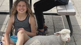 Shakopee family desperate to bring 'Gwen' the missing sheep home