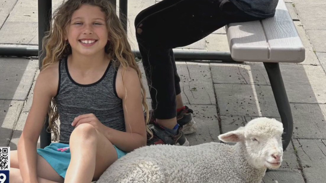 Shakopee family desperate to bring 'Gwen' the missing sheep home