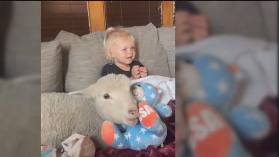 Searching for Gwen: Shakopee family loses pet sheep