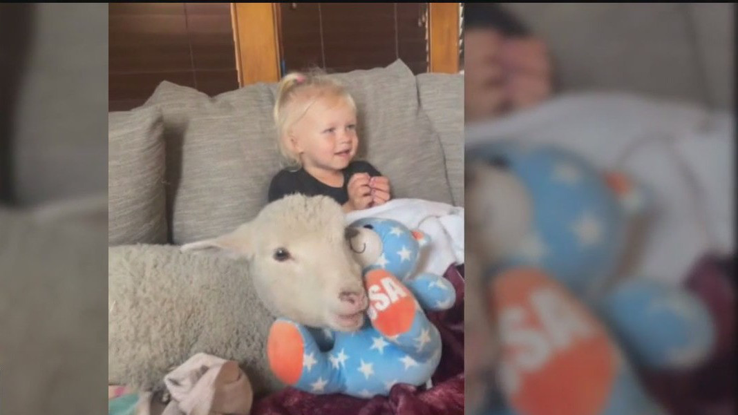Searching for Gwen: Shakopee family loses pet sheep