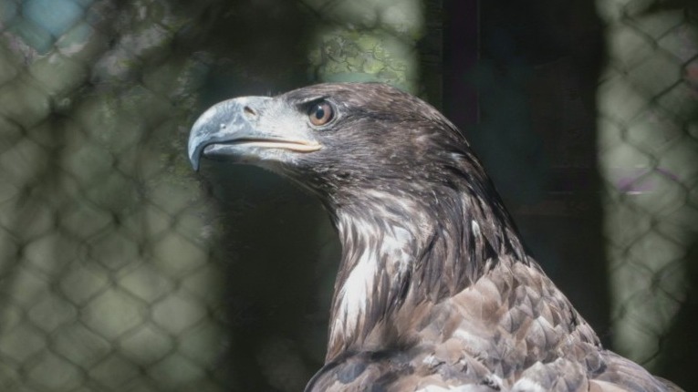 New bald eagle arrives at the Minnesota Zoo