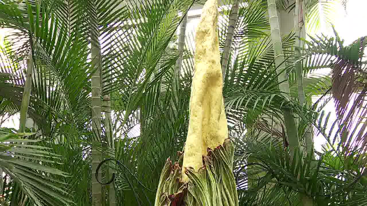 Rare corpse flower blooming at Como Zoo