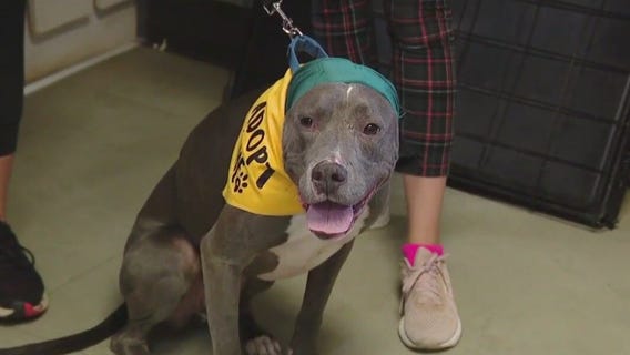 Dog of the Weekend: Rue at Austin Pets Alive!