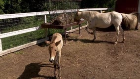 Rare horse finds new mom in grieving pony