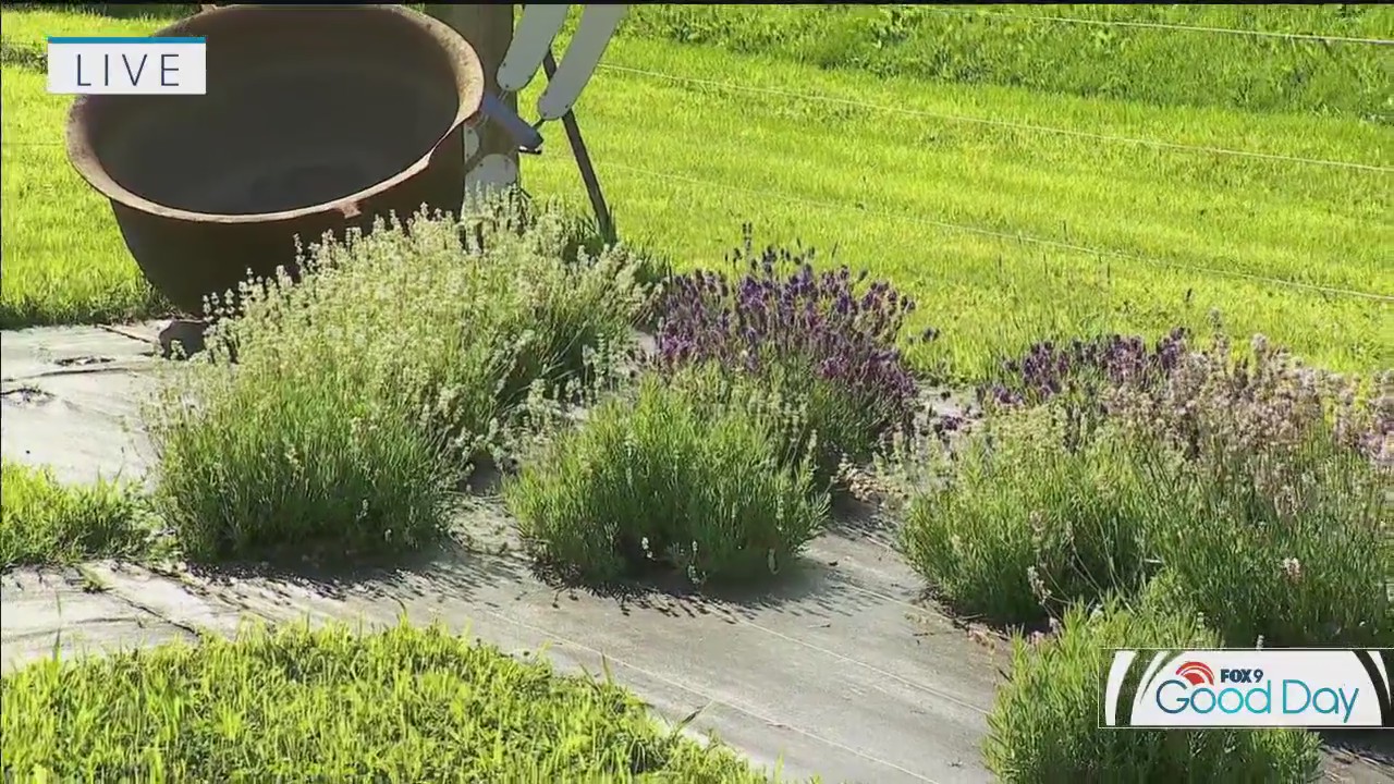 Lavender garden in Farmington