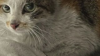"Miracle cat" survives 6,500-mile trek from China to Minnesota
