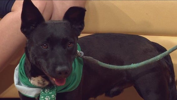Pet of the Week: Brennon from Austin Animal Center