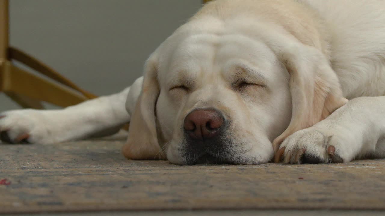 How to keep pets safe on the Fourth of July