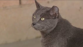 Cat of the Weekend: Kiva at Texas Humane Heroes