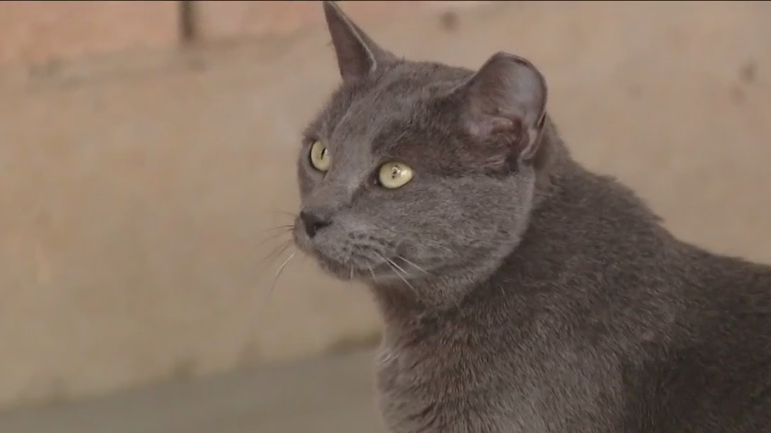 Cat of the Weekend: Kiva at Texas Humane Heroes