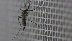 MN seeing 5-year-high for mosquitoes