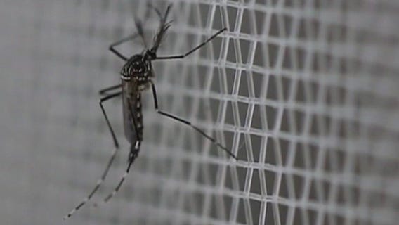 MN seeing 5-year-high for mosquitoes