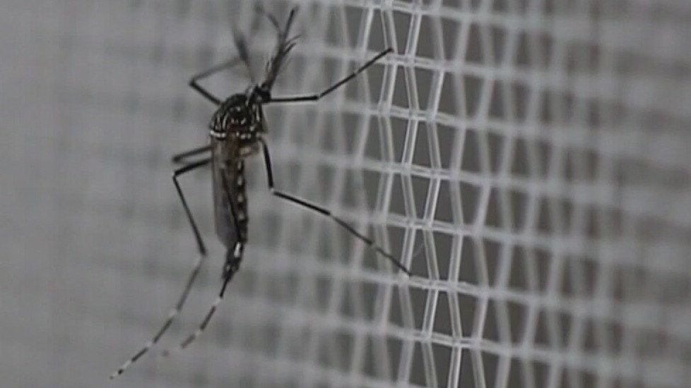 MN seeing 5-year-high for mosquitoes