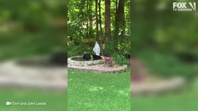 Bears play in fountain in Minnesota yard