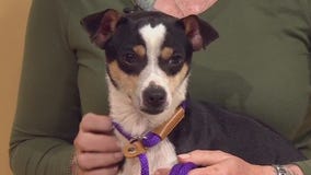 Bastrop County Animal Shelter introduces "Pet of the Week" Donny