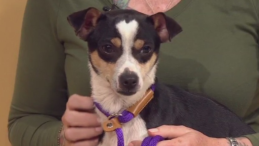 Bastrop County Animal Shelter introduces "Pet of the Week" Donny